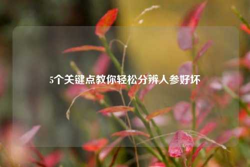 5个关键点教你轻松分辨人参好坏