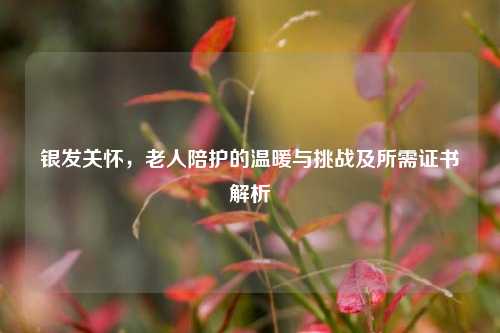 银发关怀，老人陪护的温暖与挑战及所需证书解析