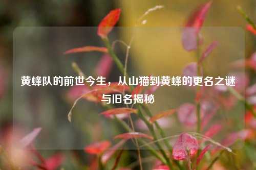 黄蜂队的前世今生，从山猫到黄蜂的更名之谜与旧名揭秘
